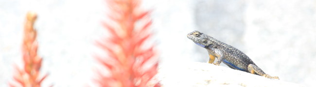 A Western Fence Lizard contemplating a
		 flower. Photo by Ian Ingram.