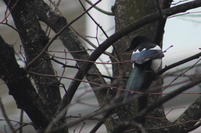 A magpie in a tree contemplating Doctor Maggotty
		   and Death. Photograph by the artist.  Doctor
		   Maggotty is a robotic artwork by Ian Ingram that
		   performs the service for a magpie funeral. Magpies
		   are one of the few non-human species believed to
		   conduct funerals.