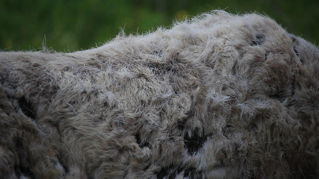 Close-up photo of the molting fur of a Finnish
		    reindeer in early summer. Photo of this animal
		    taken by robotic artist Ian Ingram.