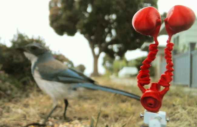 Pigeon Smidgen, a reductive pigeon robot, makes
	  	    amourous overtures towards a scrub jay in the tiny
	  	    film 'Are You My Lover?'.  Animal robot artwork by
	  	    artist Ian Ingram.