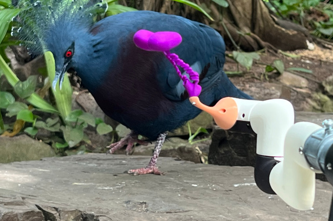 The robot Pidgin Smidgen having a fabulous frolic
      	         with a Victoria crowned pigeon at the ARTIS Royal Zoo
      	         in Amsterdam. Animal robot art by Ian Ingram.