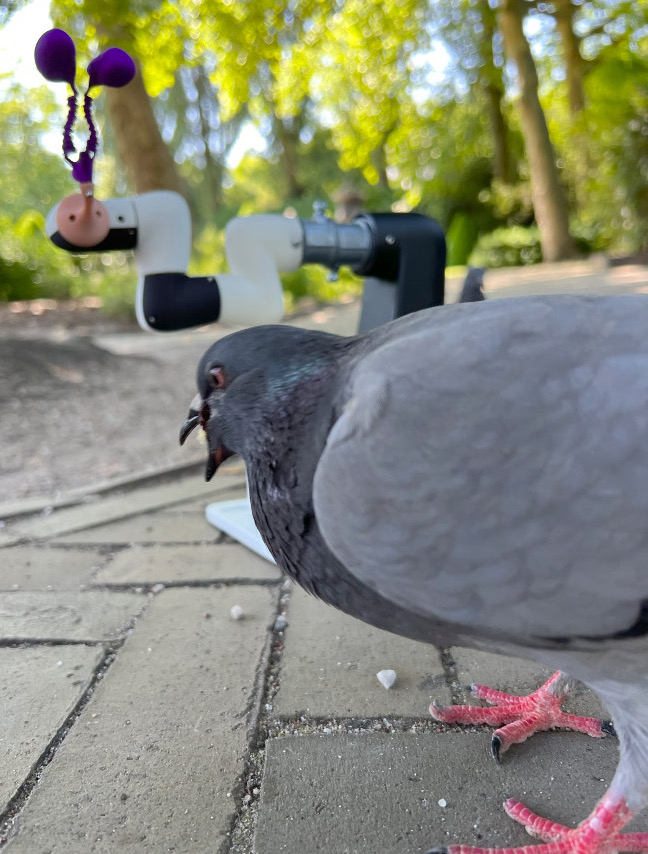 The robot Pidgin Smidgen in a courtyard at the ARTIS
      		   Royal Zoo in Amsterdam trying to relay to a feral pigeon
      		   missives from the Victoria crowned pigeon inside the
      		   tropical aviary. Animal robot art by artist Ian Ingram.