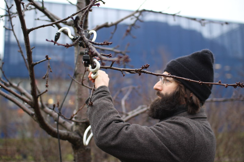 The artist Ian Ingram installing a robotic artwork in
	    a tree in Copenhagen, Denmark.