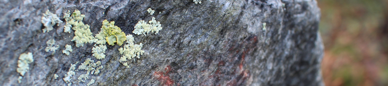 Lichen on a rock in arctic Finland that is
			hatching a plan to send a robotic lichen robot
			to distant urban landscapes to attempt to
			locate the source of the pollution that is
			emanating from the south. Photo by robotic
			artist Ian Ingram.